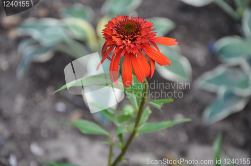 Image of Sunflower