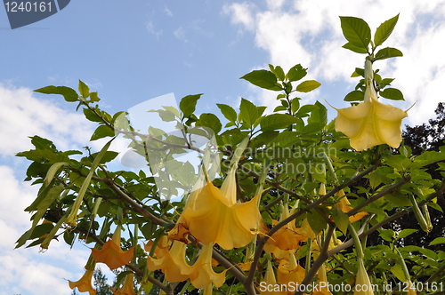 Image of Flowers