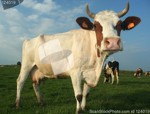 Image of cow