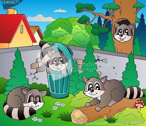 Image of Backyard with cute racoons