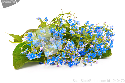 Image of Blue forget-me