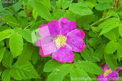 Image of Flowering brier