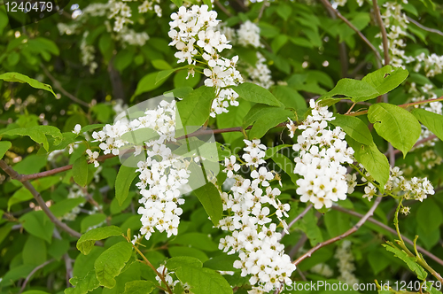 Image of Flowering cherry