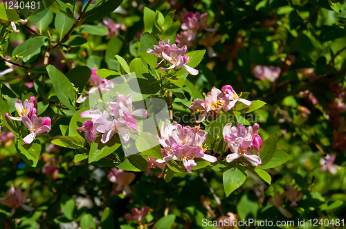 Image of Flowering honeysuckle