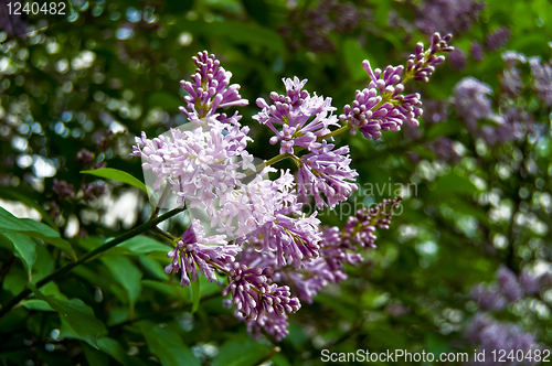 Image of Flowering lilacs