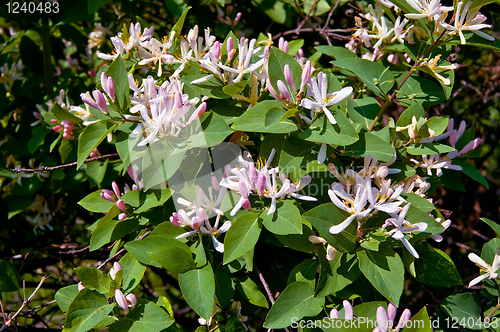 Image of Flowering pink honeysuckle