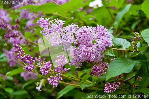 Image of Flowering purple lilac