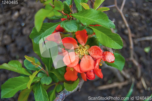 Image of Flowering quince