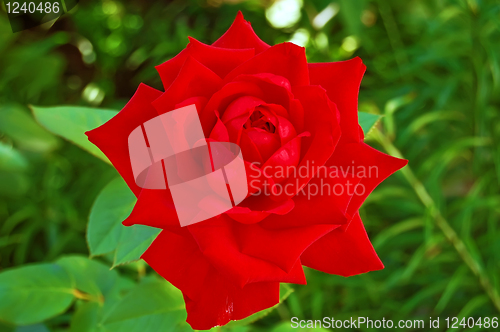 Image of Flowering red rose