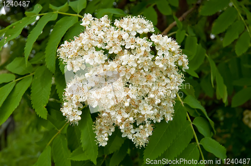 Image of Flowering rowan