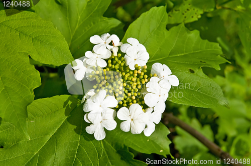 Image of Flowering viburnum