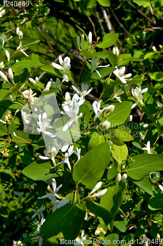 Image of Flowering white honeysuckle