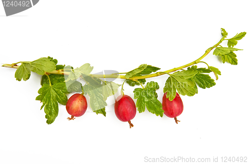 Image of Gooseberries on a branch