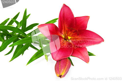 Image of Lily red