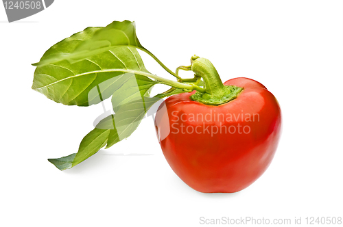 Image of Red sweet pepper with leaves