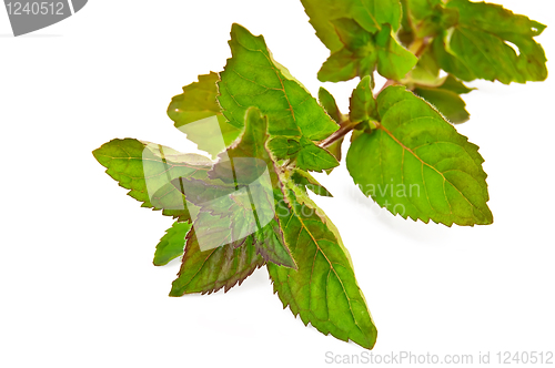 Image of Sprig of green mint 