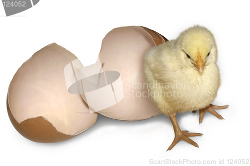 Image of Just Hatched