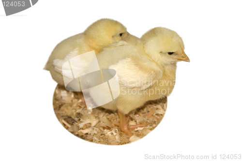 Image of Baby Chicks