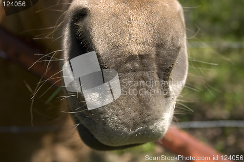 Image of Horse Nose