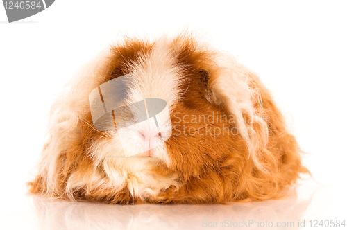 Image of long hair guinea pig