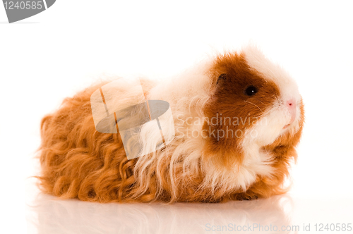 Image of long hair guinea pig