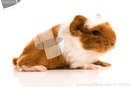 Image of baby guinea pig