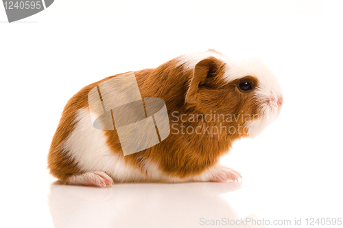 Image of baby guinea pig