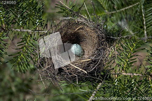 Image of Chipping Sparrow Egg