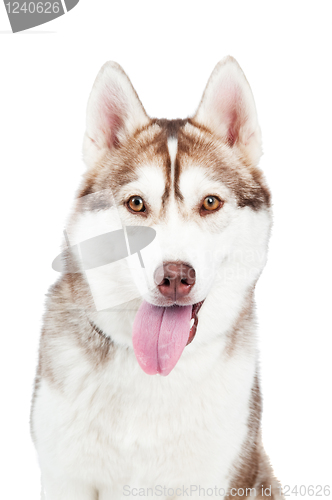 Image of siberian husky dog