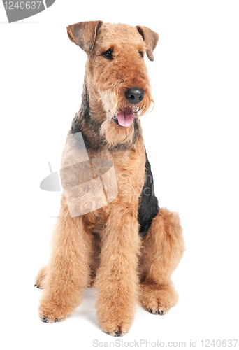 Image of Airedale Terrier dog isolated