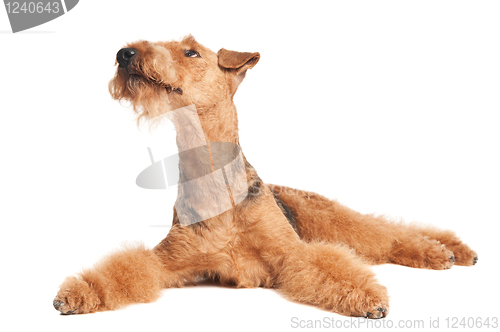 Image of Airedale Terrier dog isolated