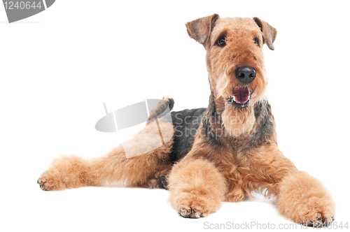 Image of Airedale Terrier dog isolated