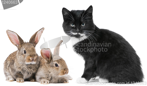 Image of Kitten cat and rabbit bunny