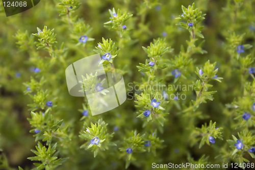 Image of Tiny Blue Flowers