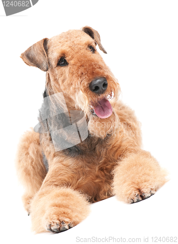 Image of Airedale Terrier dog isolated