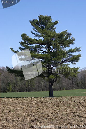 Image of Solitary Tree