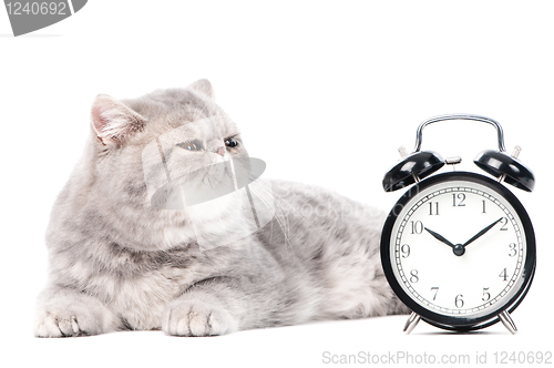 Image of grey exotic kitty cat and clock