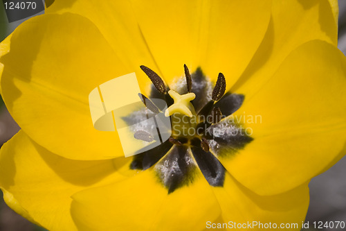 Image of Yellow Tulip