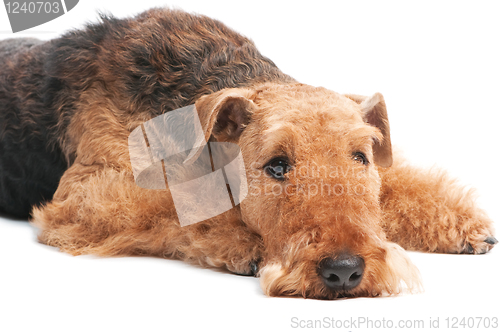 Image of Airedale Terrier dog isolated