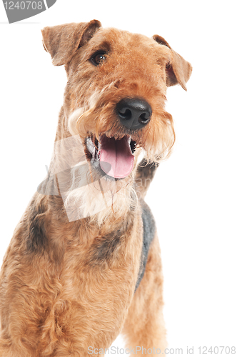 Image of Airedale Terrier dog isolated