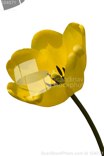 Image of Isolated Yellow Tulip