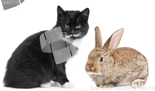 Image of Kitten cat and rabbit bunny