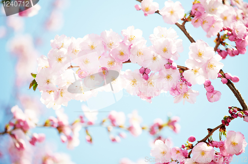 Image of apricot tree flowers blossom