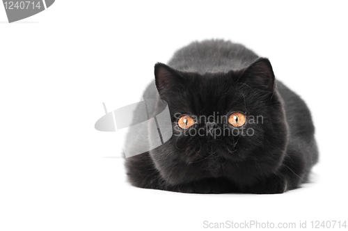 Image of black exotic shorthair kitty cat