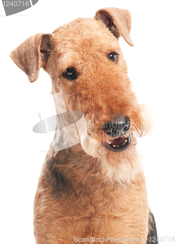 Image of Airedale Terrier dog isolated