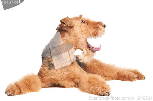 Image of Airedale Terrier dog isolated