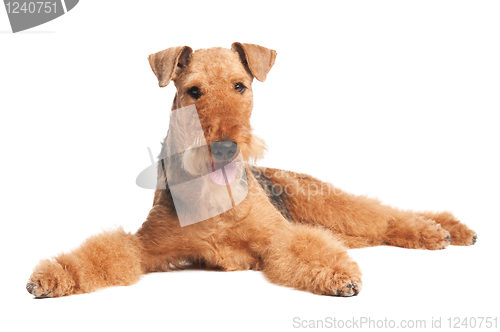 Image of Airedale Terrier dog isolated