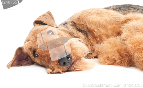 Image of Airedale Terrier dog isolated