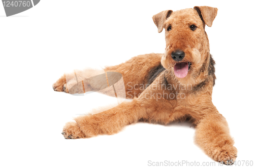 Image of Airedale Terrier dog isolated