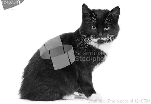 Image of black kitten cat